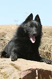 SCHIPPERKE 057